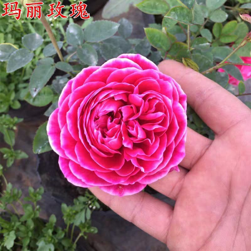 玛丽包品种包对版玫瑰月季苗花朵富贵牡丹气质灌木多花