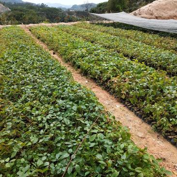 福建漳州爬山虎（爬墙虎）各规格爬藤大量供应