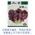 生菜种籽赤裙红紫色大叶包饭菜沙拉四季盆栽农家韩国进口蔬菜