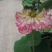 精品荷花苗