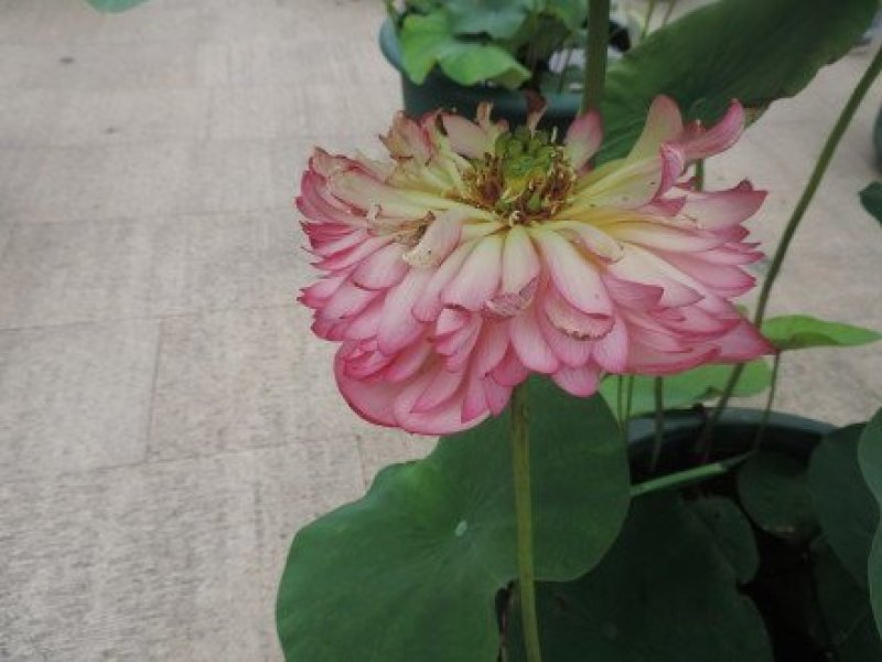 精品荷花苗