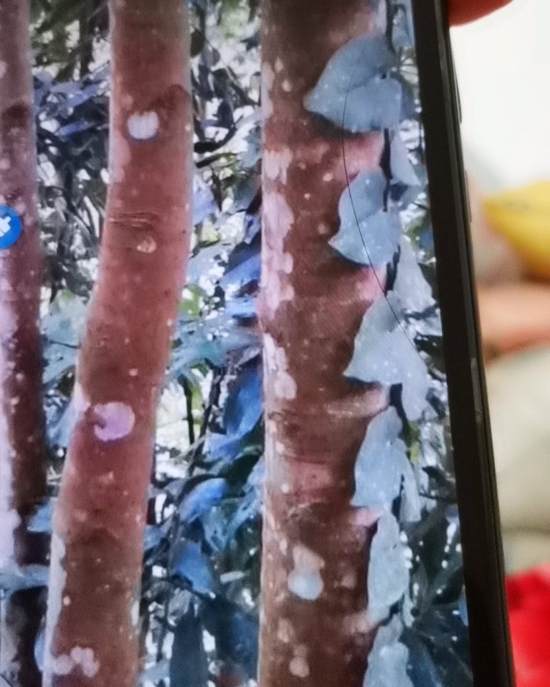 大量供应桂皮