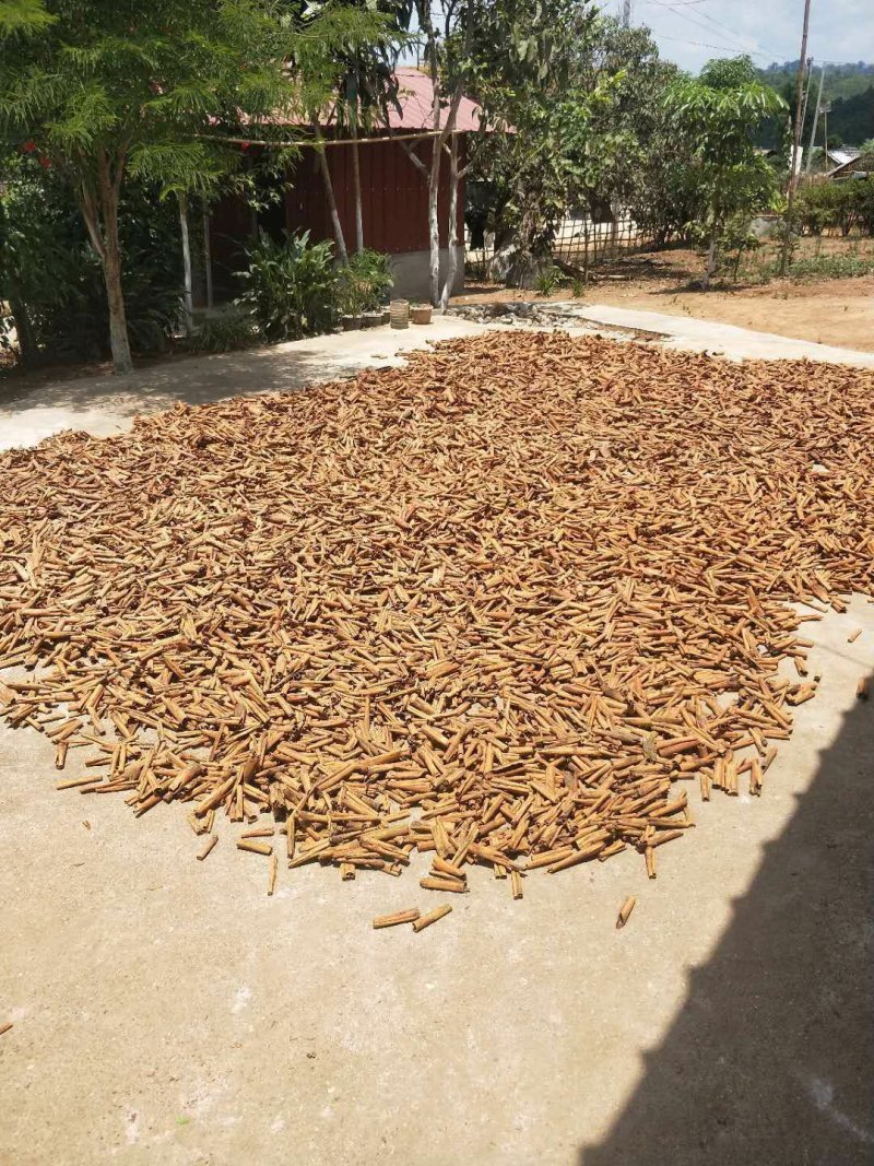 桂皮缅甸烟桂产地直销(现货大量供应)