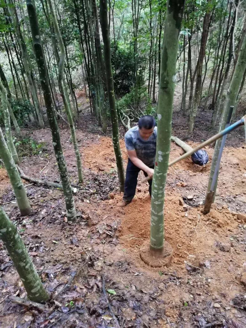 12年的沉香树5万棵出售