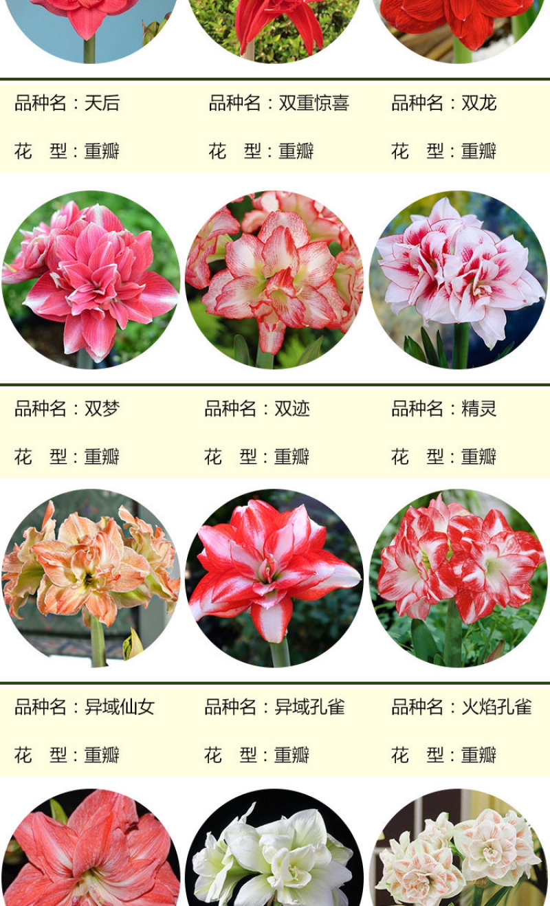 荷兰进口重瓣朱顶红种球室内盆栽花卉四季花苗室外大球根