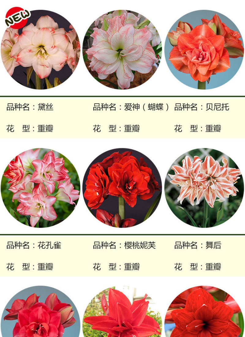 荷兰进口重瓣朱顶红种球室内盆栽花卉四季花苗室外大球根