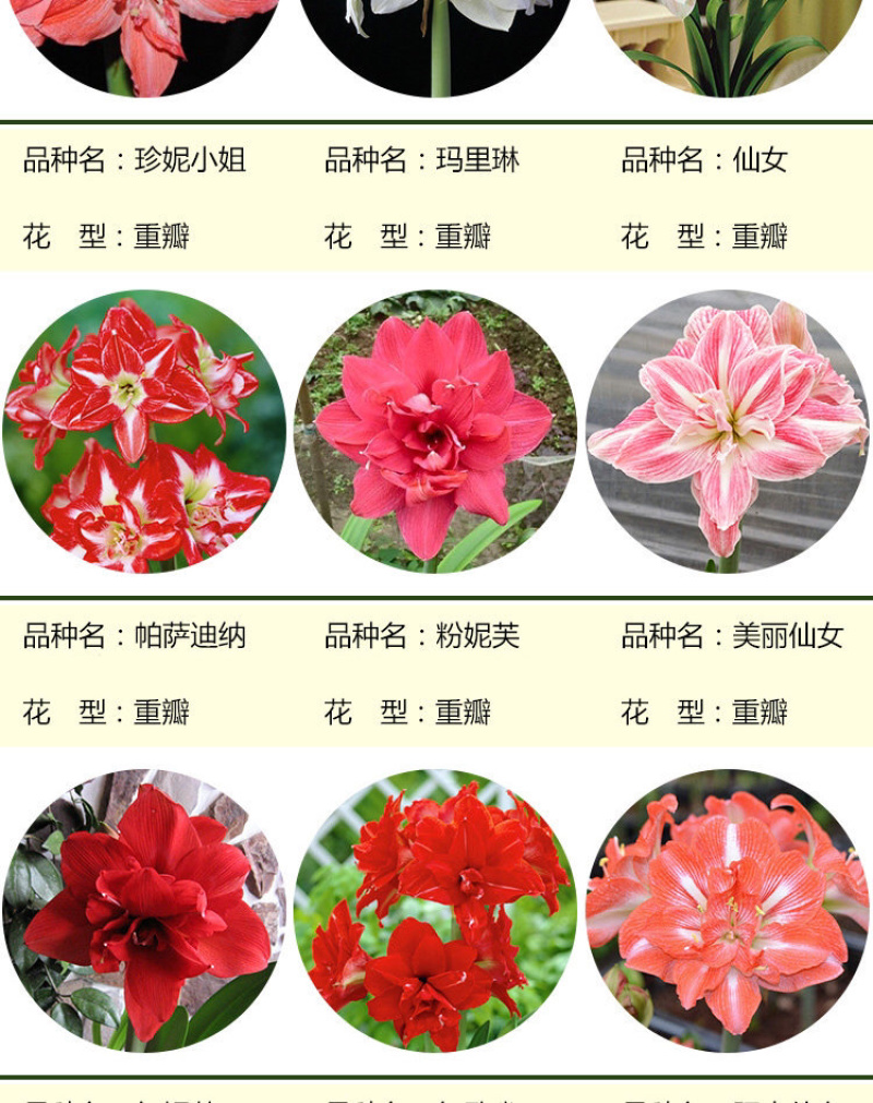 荷兰进口重瓣朱顶红种球室内盆栽花卉四季花苗室外大球根