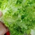 生菜精品美国大速生菜球