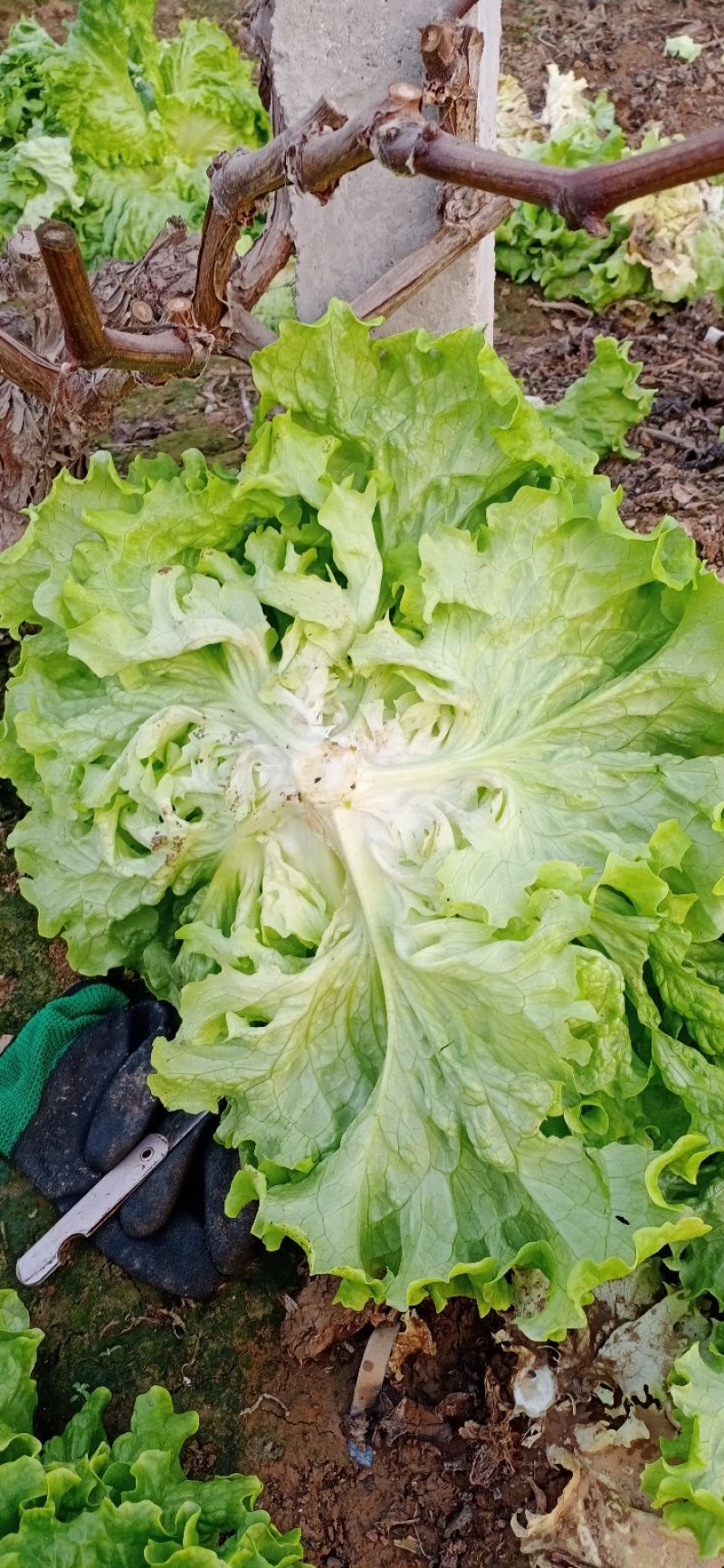 生菜精品美国大速生菜球
