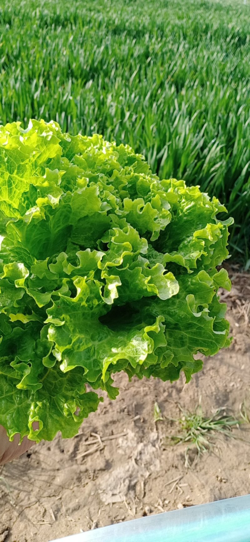 生菜精品美国大速生菜球