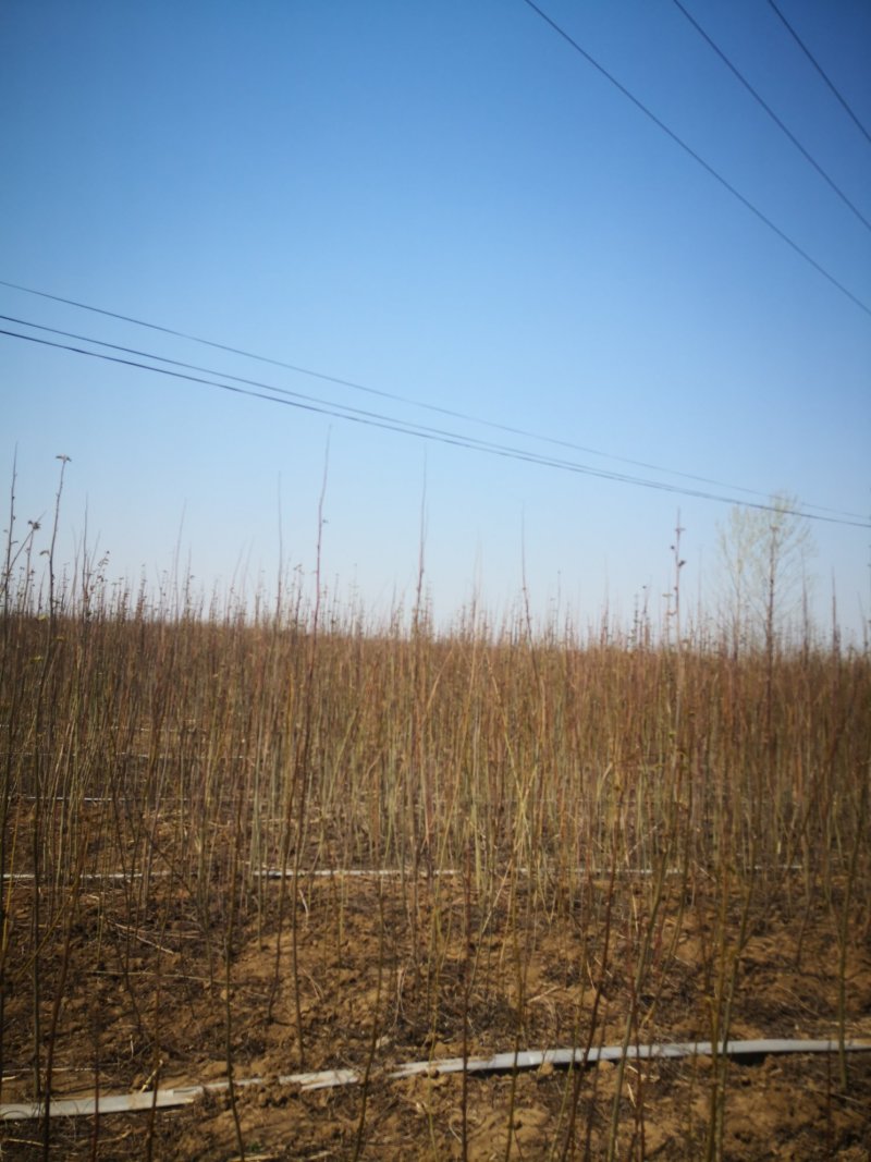 基地供应枫杨1一30公分，枫杨价格枫杨行情