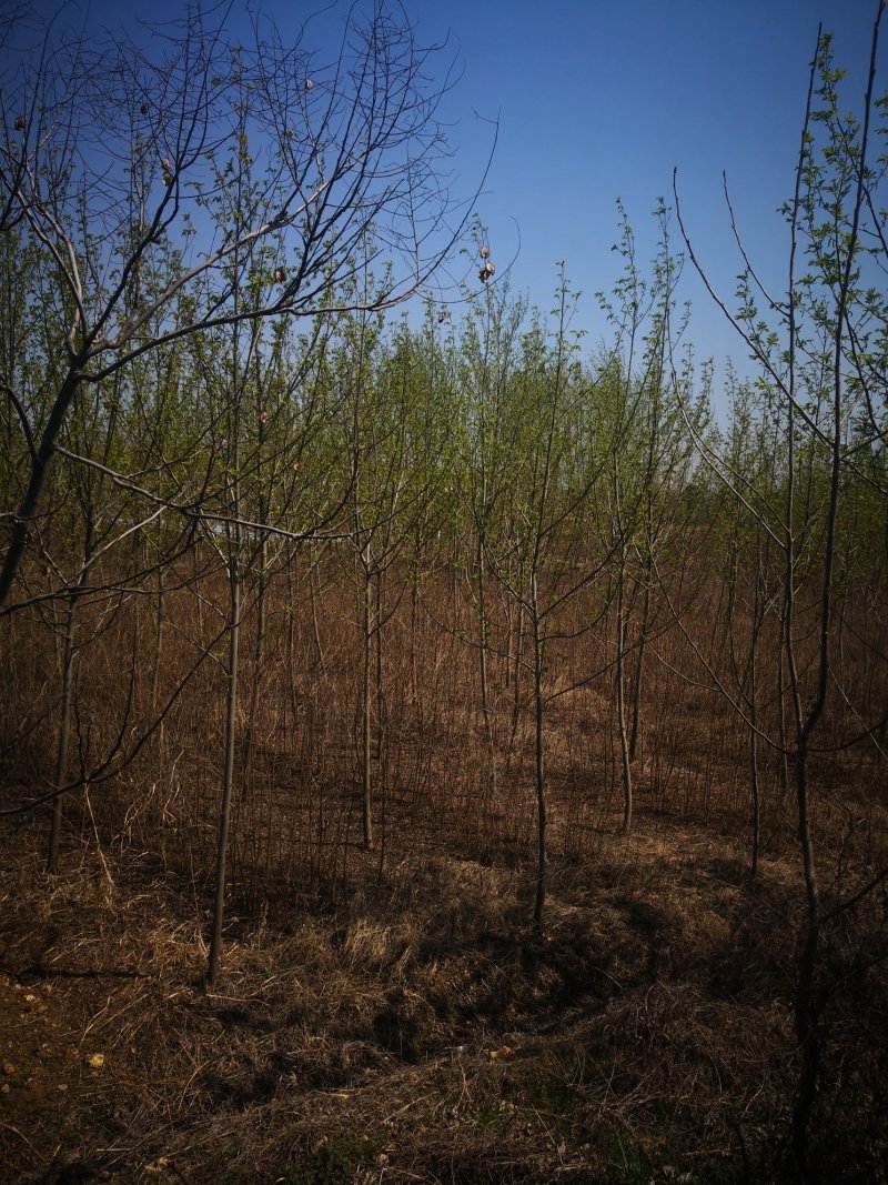 基地供应枫杨1一30公分，枫杨价格枫杨行情