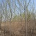 基地供应枫杨1一30公分，枫杨价格枫杨行情