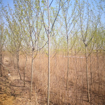 基地供应枫杨1一30公分，枫杨价格枫杨行情
