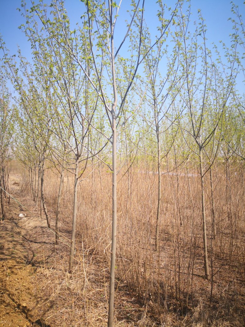 基地供应枫杨1一30公分，枫杨价格枫杨行情