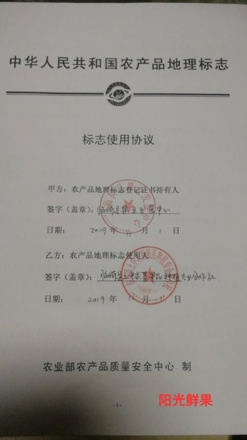 山西运城临猗坡上，瑞雪奶油苹果，现摘现发