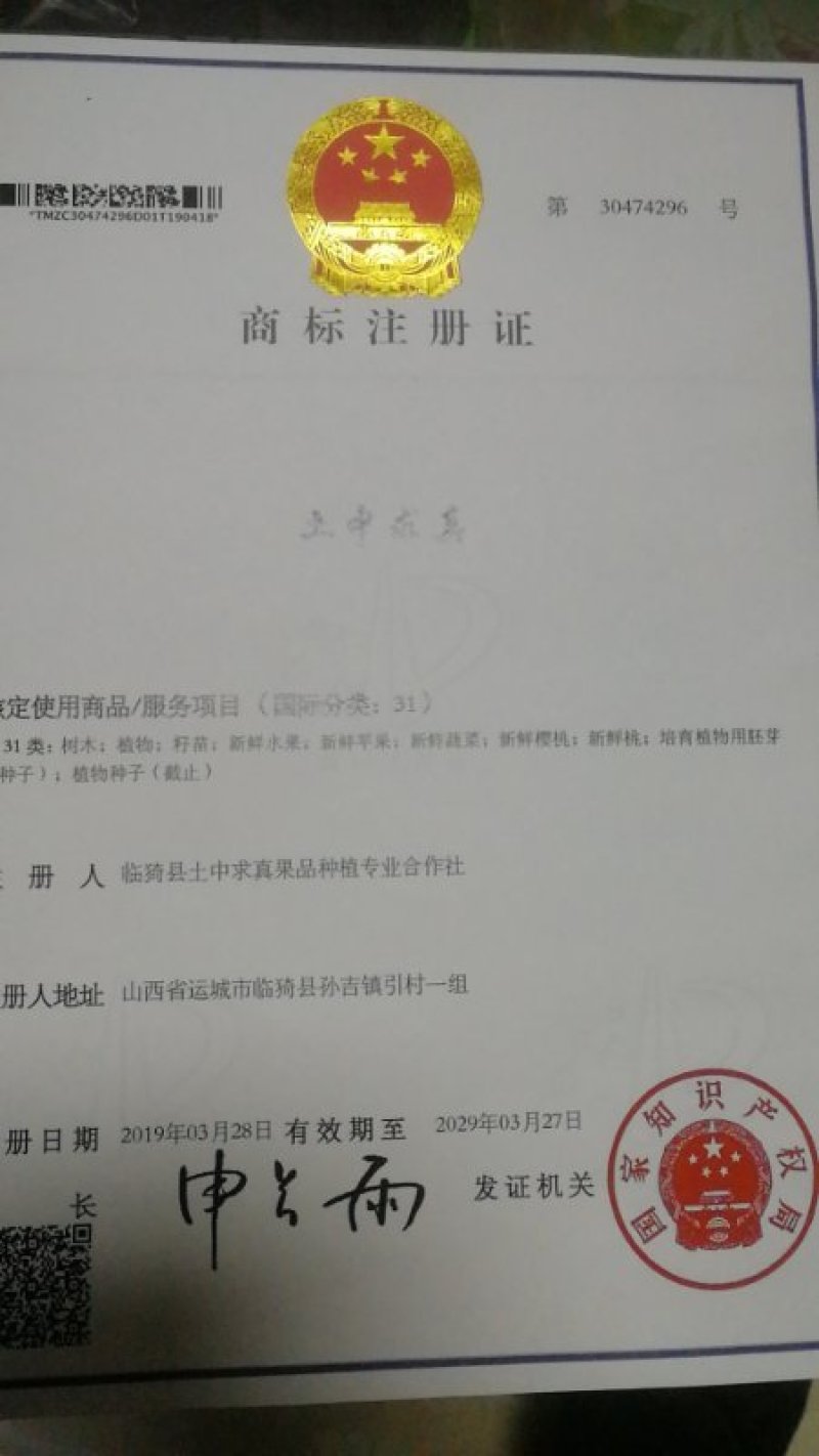 山西运城临猗坡上，瑞雪奶油苹果，现摘现发