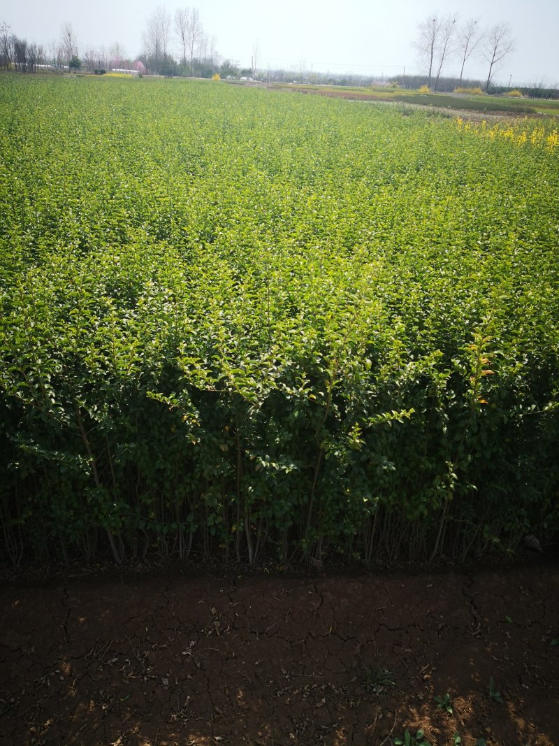 基地供应水蜡1一80公分高，水蜡行情，水蜡报价，水蜡图片