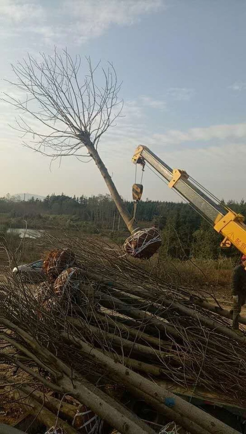基地批发马褂木1一25公分马褂木行情，马褂木报价