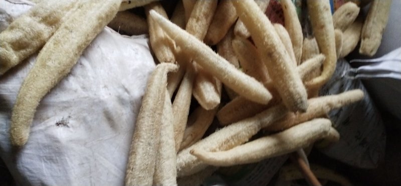 丝瓜络