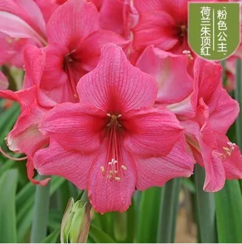 荷兰进口重瓣朱顶红种球室内盆栽花卉四季花苗室外大球根