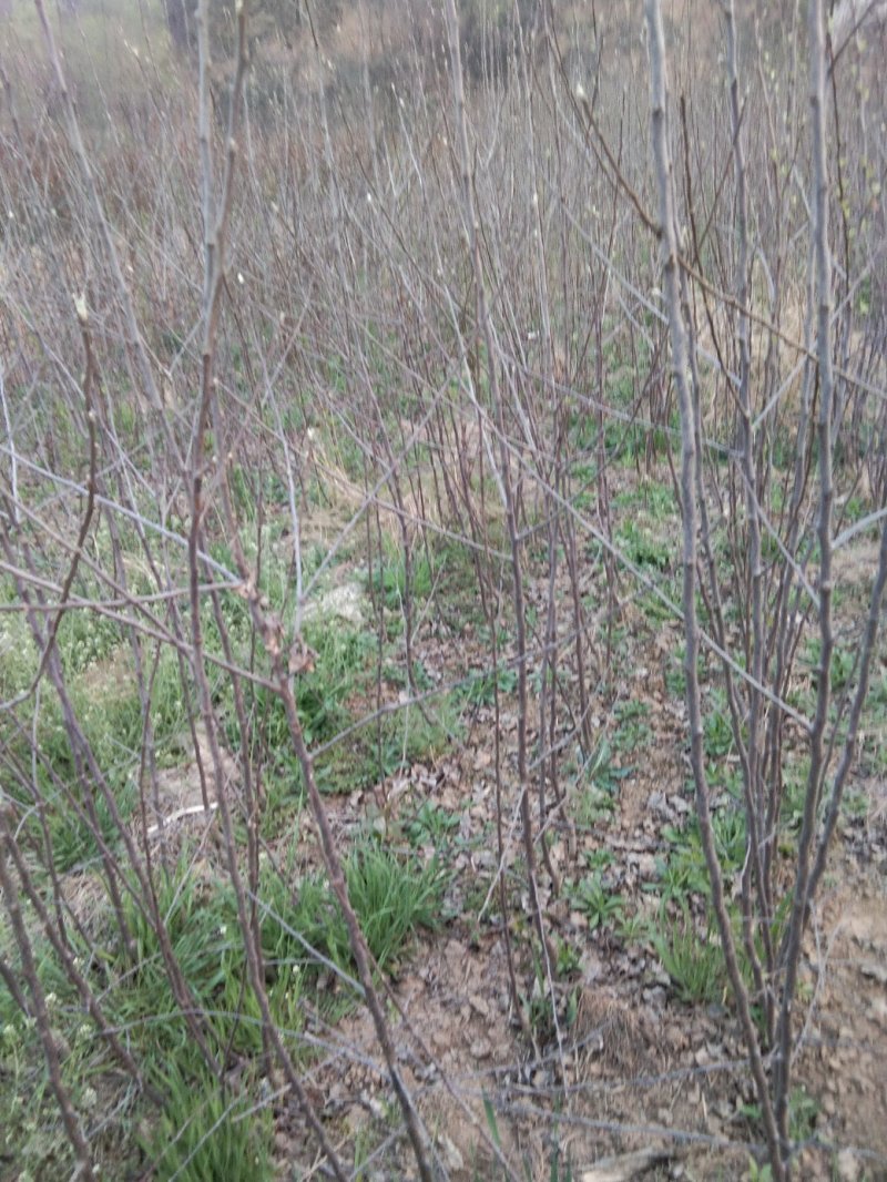 烟富八号十号苹果树苗热销中