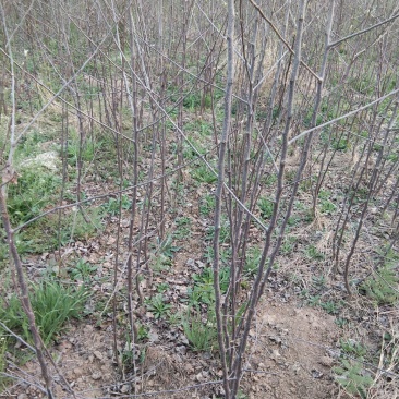 烟富八号十号苹果树苗热销中