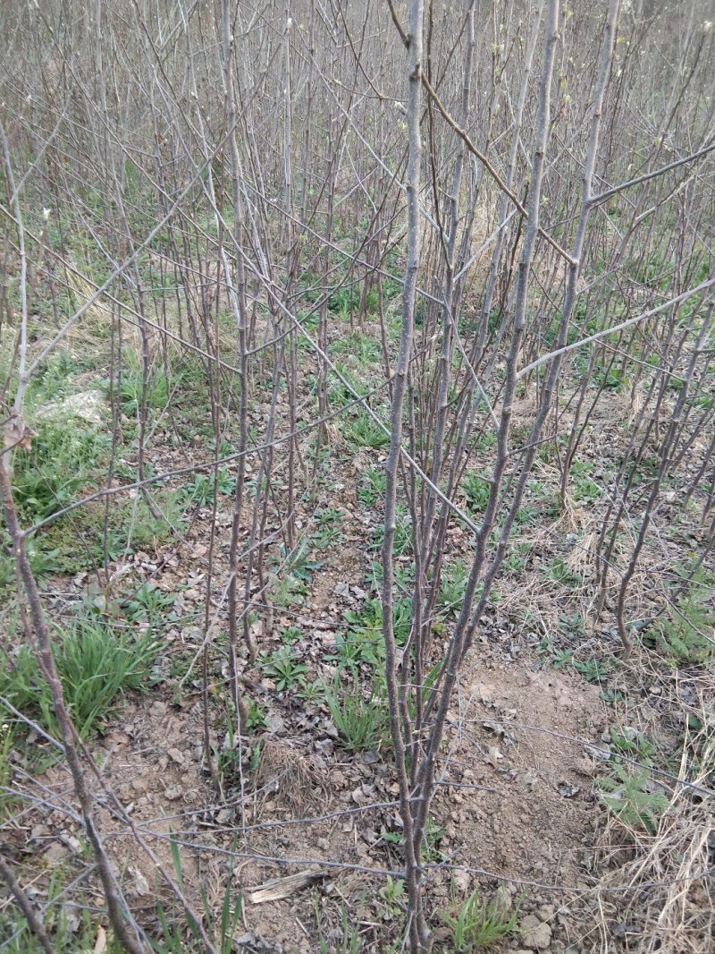 烟富八号十号苹果树苗热销中