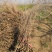 基地供应凌霄1一3米长，凌霄1一6公分粗度欢迎来电