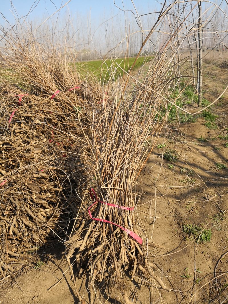 基地供应凌霄1一3米长，凌霄1一6公分粗度欢迎来电
