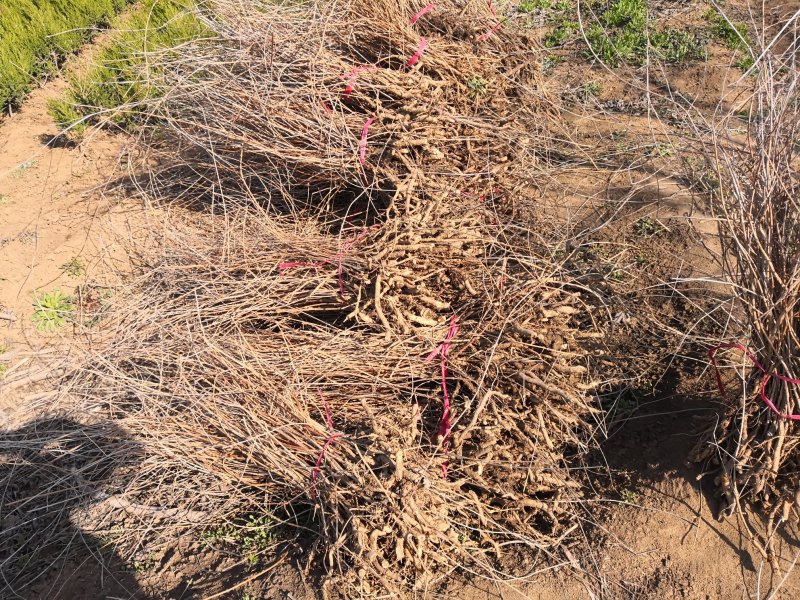 基地供应凌霄1一3米长，凌霄1一6公分粗度欢迎来电