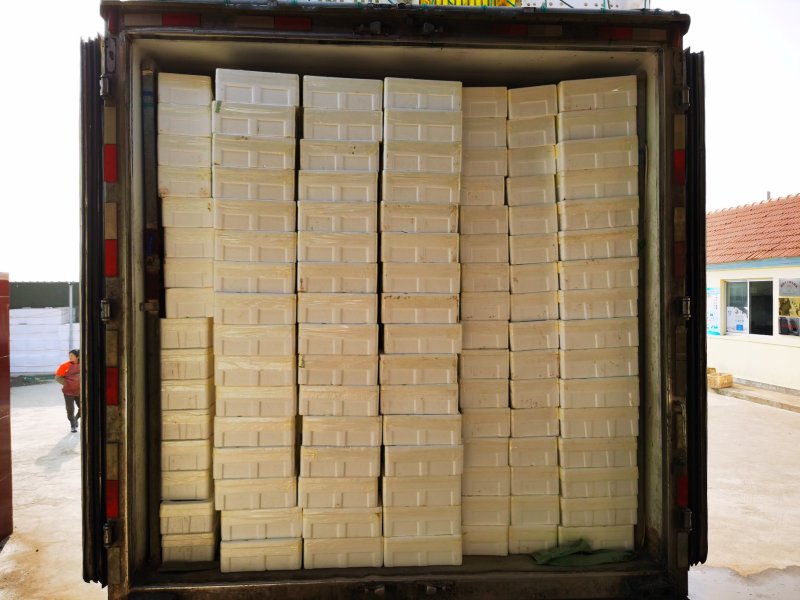 社区团购电商微商一口蚝网红带生蚝，可定制一件代发