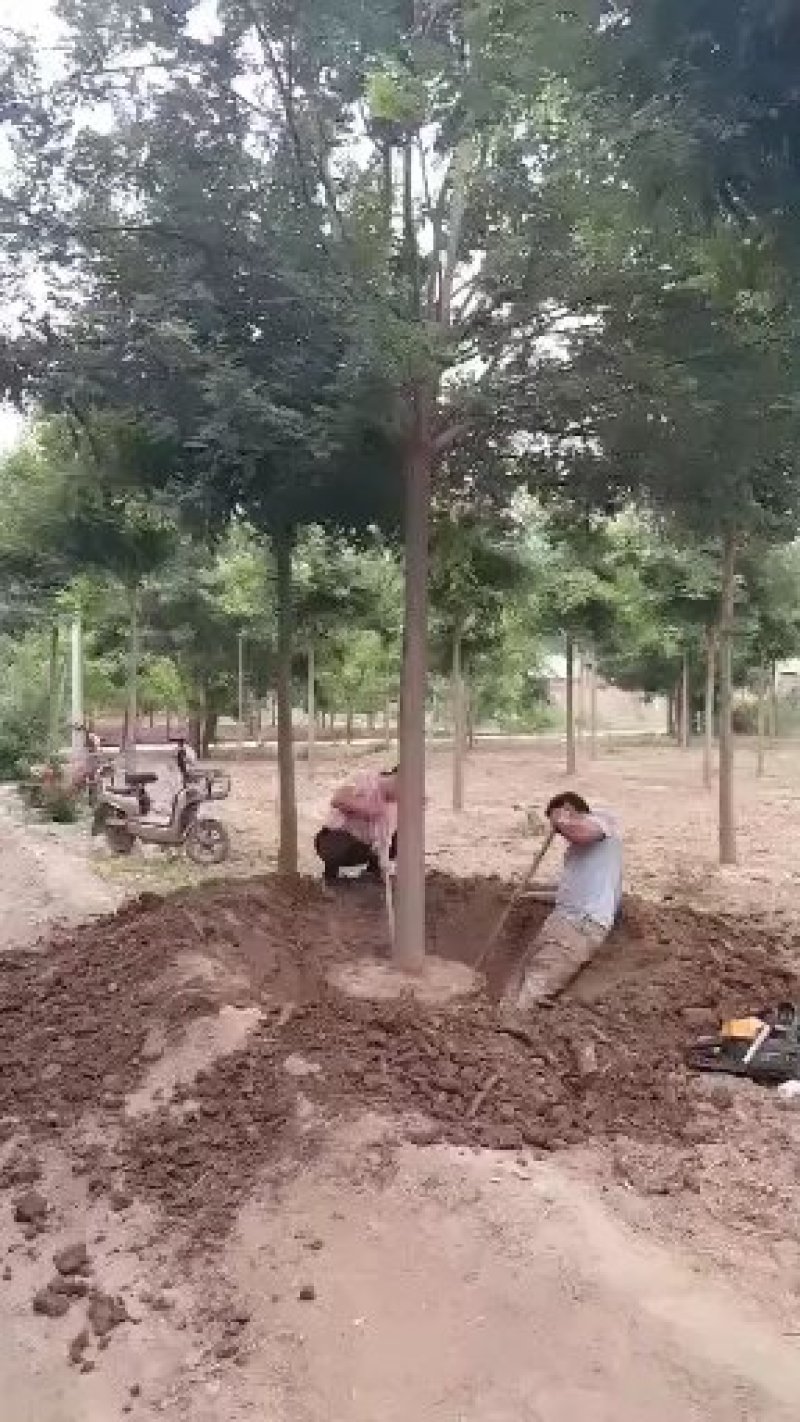 国槐白蜡枣树
