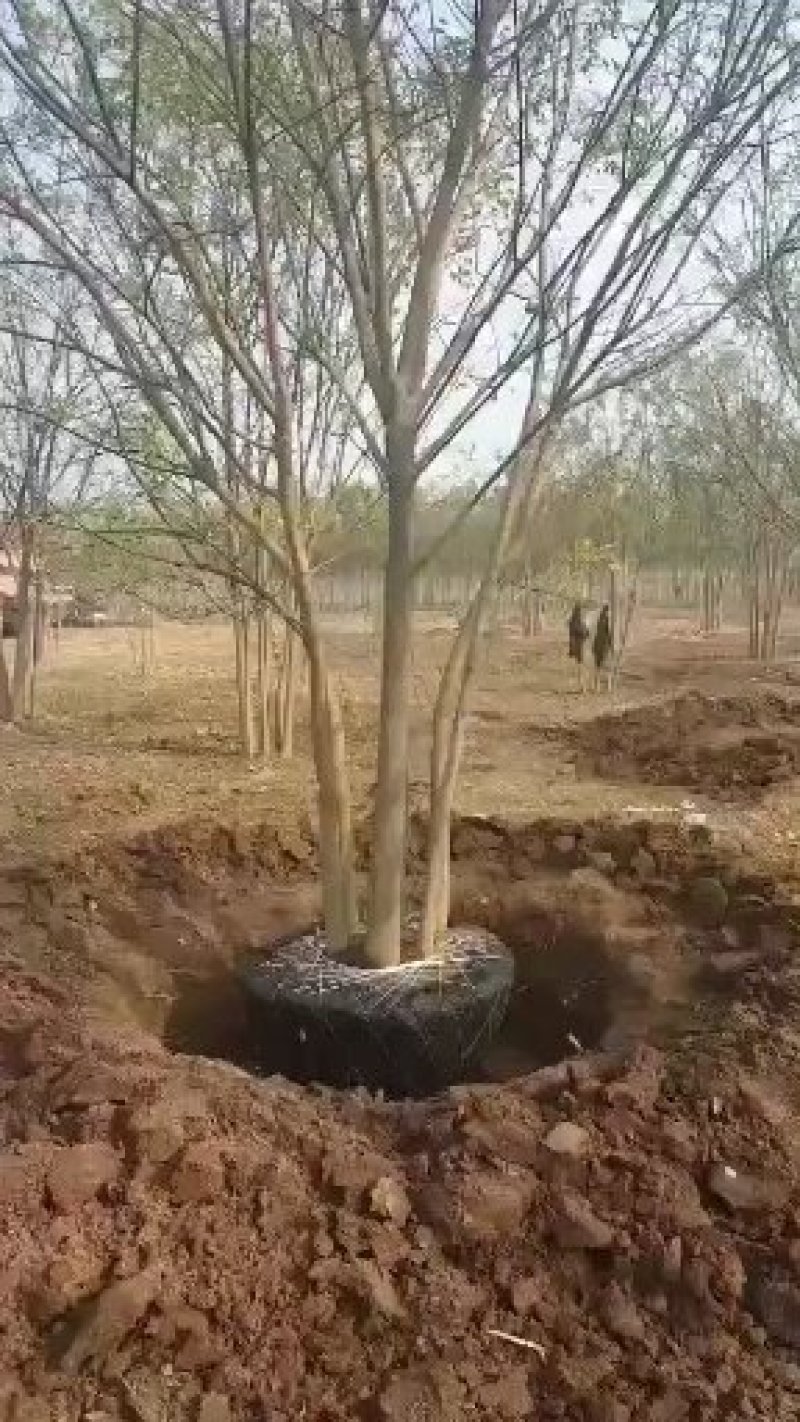 国槐白蜡枣树