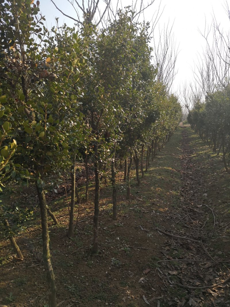 独杆黄杨1一20公分，黄杨造型，黄杨基地欢迎来电