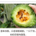 精品博洋61甜瓜，惠民产地直供，视频看货，诚信代办