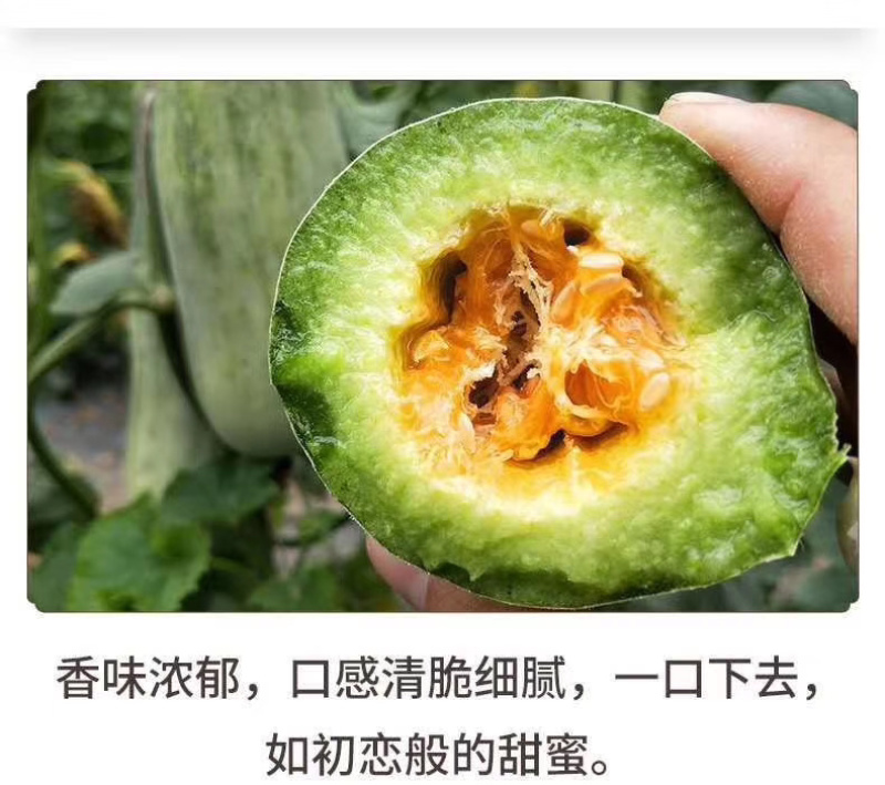 精品博洋61甜瓜，惠民产地直供，视频看货，诚信代办