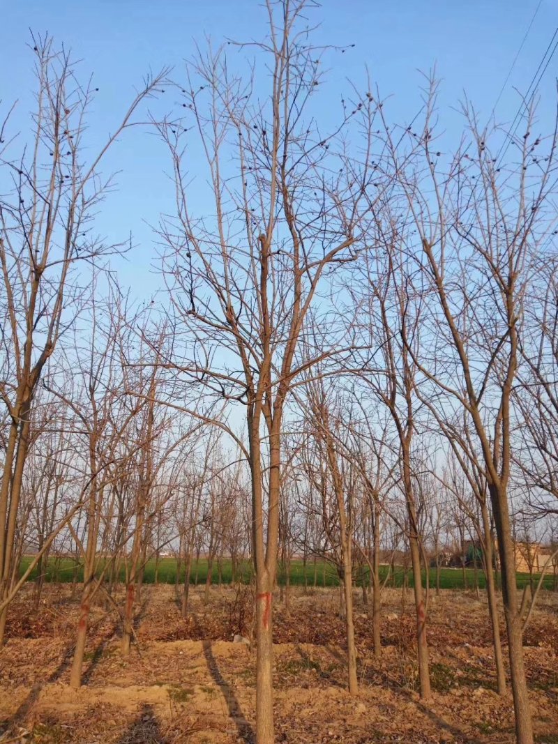1一50公分柿子树供应，柿树种子，柿树报价/基地来电