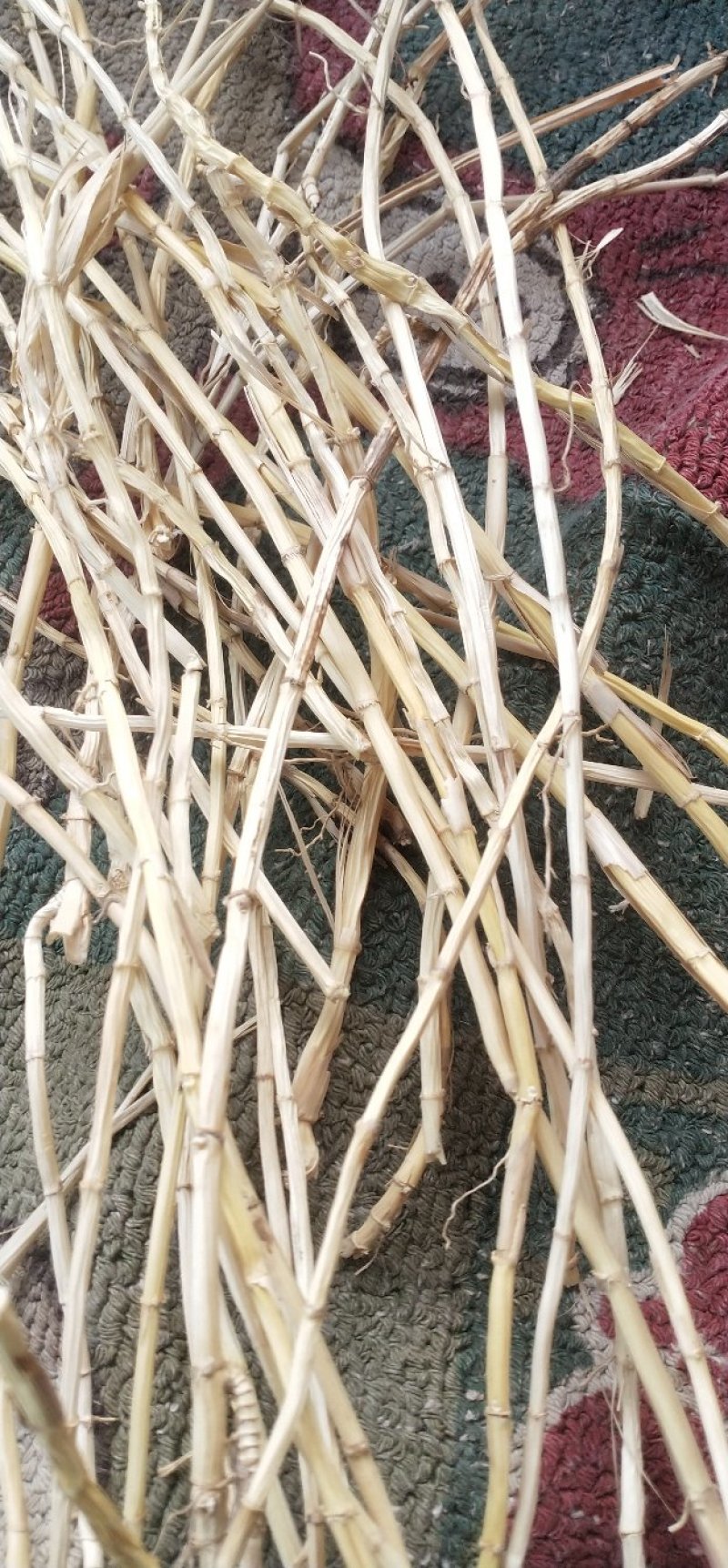 产地常年批发白茅根大货，茅根段，茅根米，茅根个子大货。