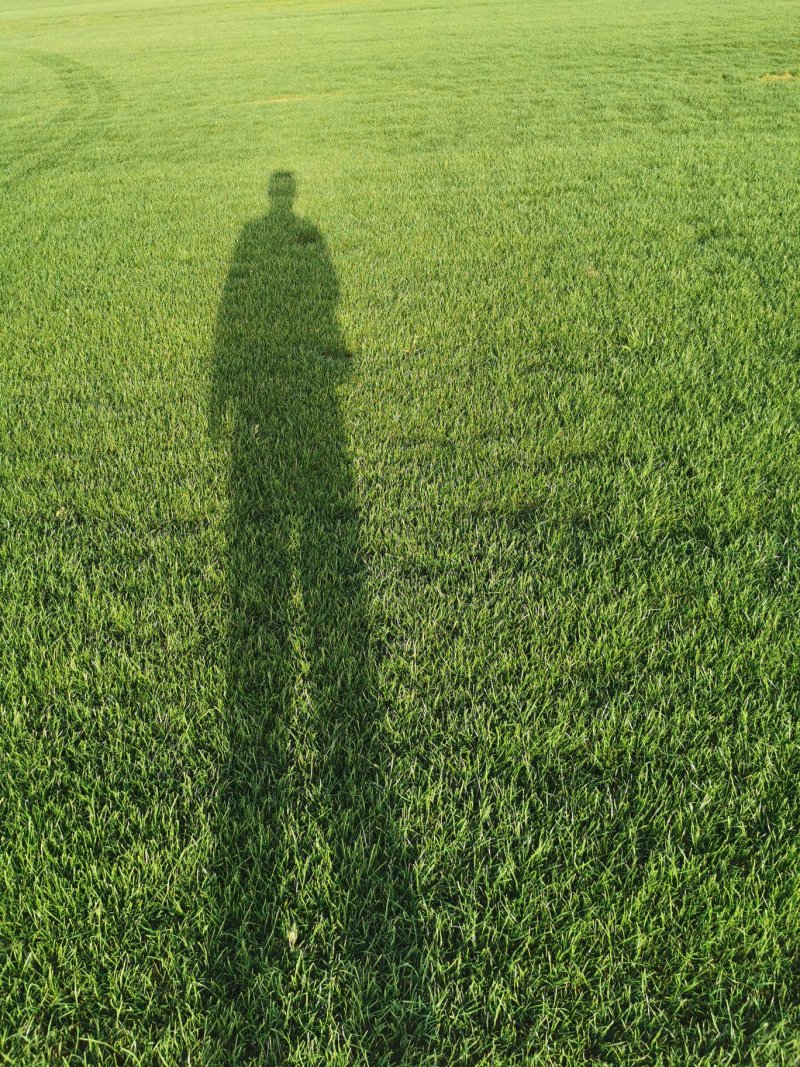 四季青草坪