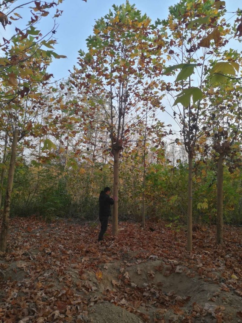 基地批发马褂木1一25公分马褂木行情，马褂木报价