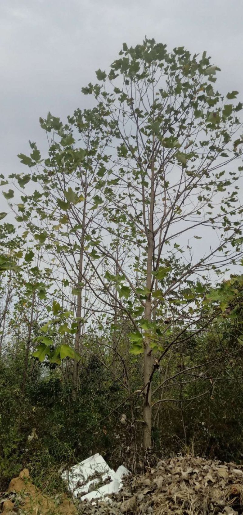 基地批发马褂木1一25公分马褂木行情，马褂木报价