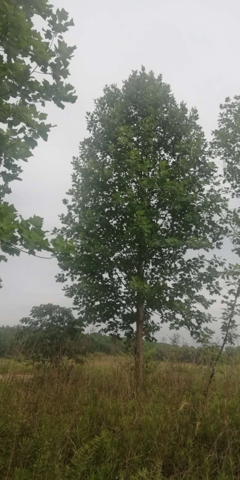 基地批发马褂木1一25公分马褂木行情，马褂木报价