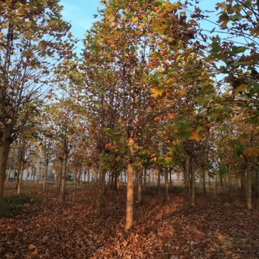 基地批发马褂木1一25公分马褂木行情，马褂木报价