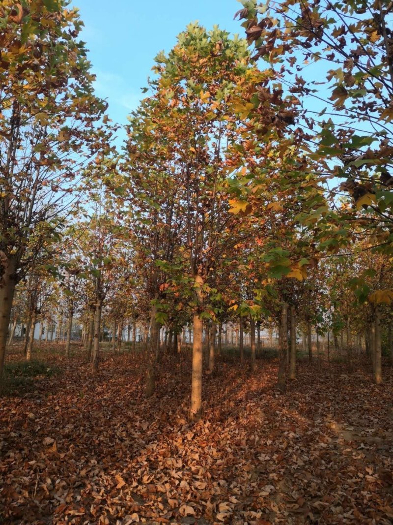 基地批发马褂木1一25公分马褂木行情，马褂木报价