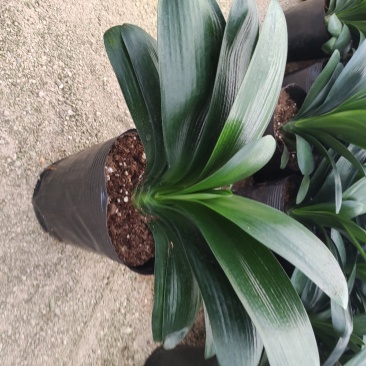 18杯君子兰A货永福花卉基地直销全国发货