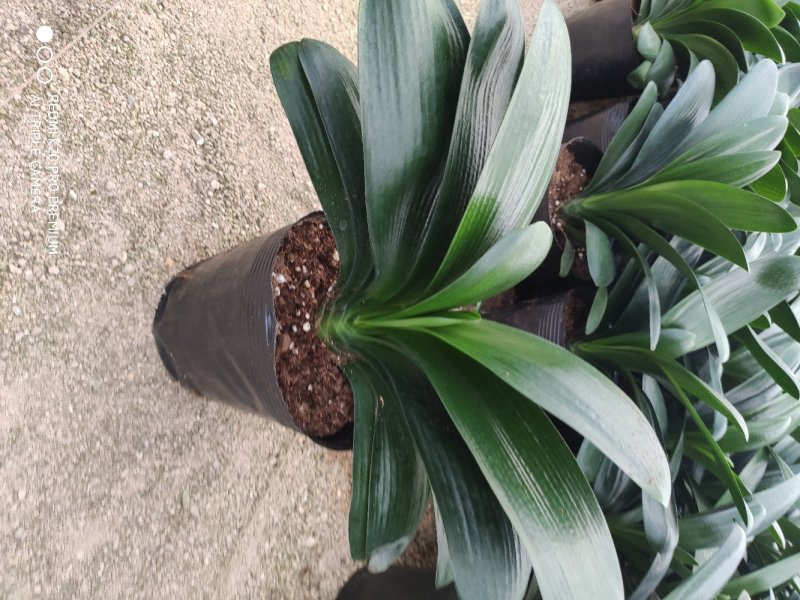 18杯君子兰A货永福花卉基地直销全国发货