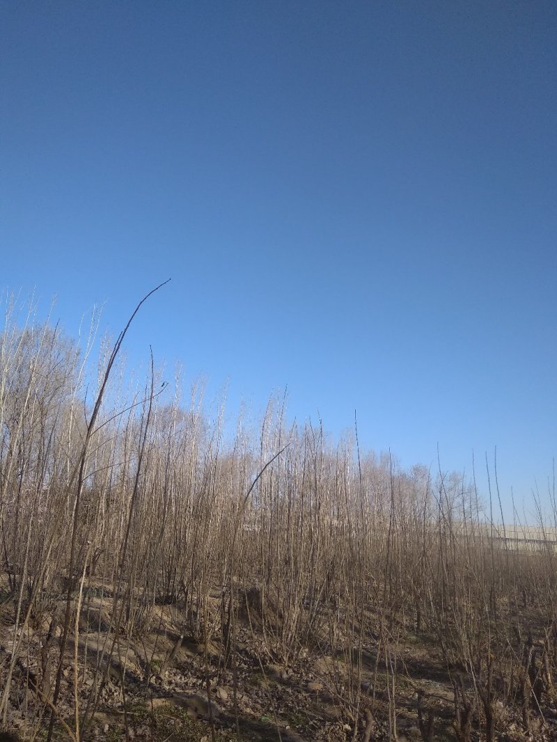 杨树