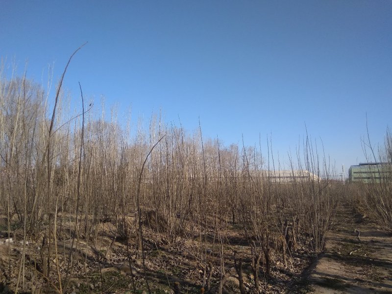 杨树