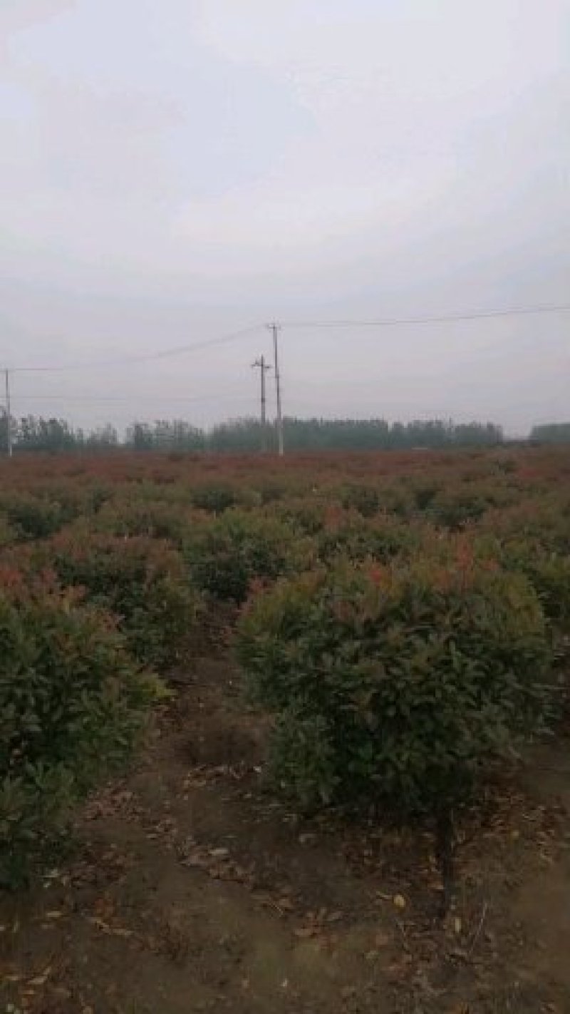 基地供应各类型红叶石楠球1一400公分
